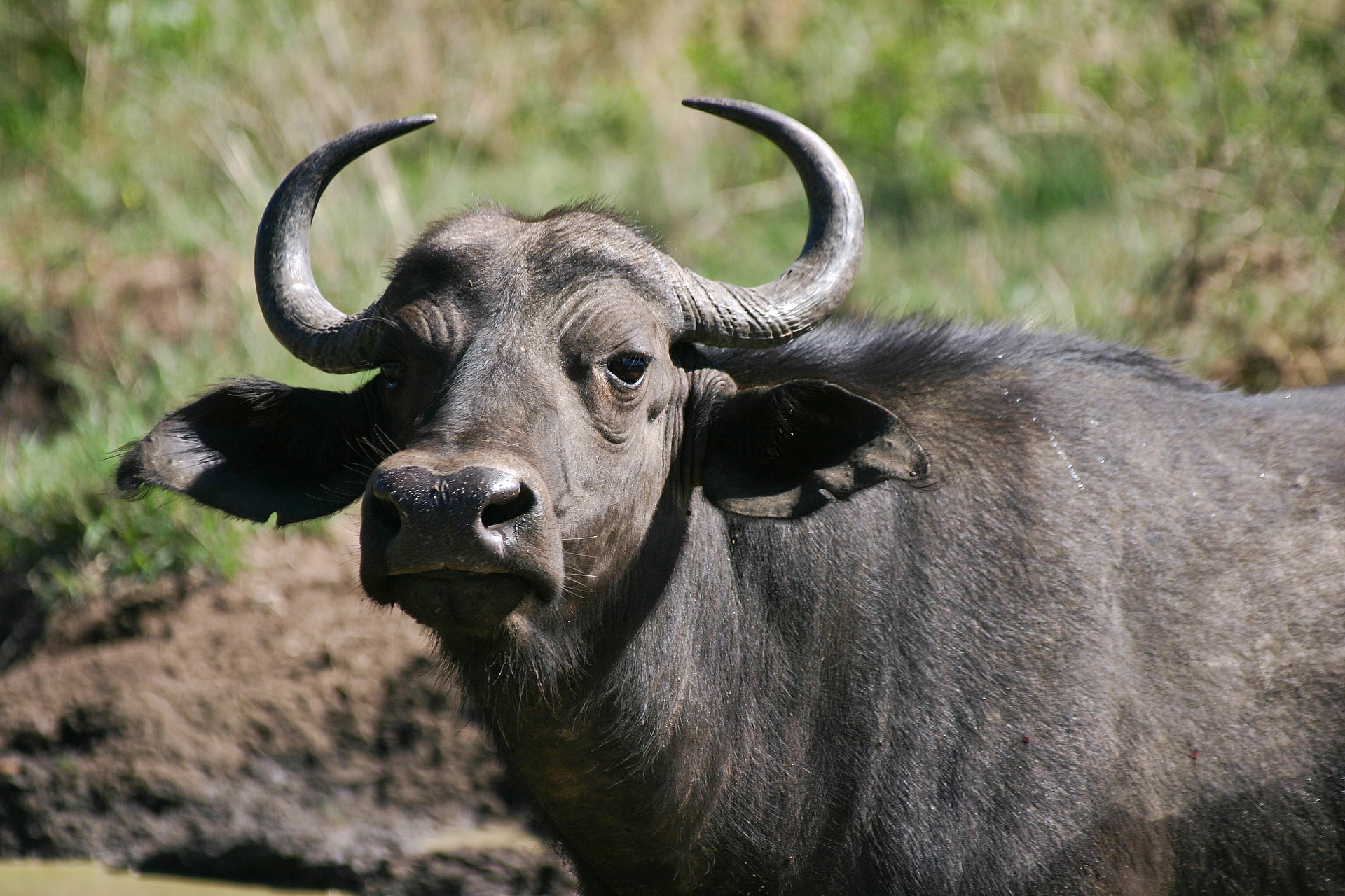 cape buffalo 412668 1920